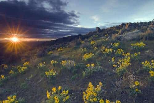 Boise-Foothills-Sunsetflowers